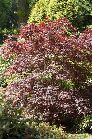 Acer palmatum 'Bloodgood' als Pflanze im Beet; Einsatz: bonsaiwinterhart;;ab 41,60 Euro