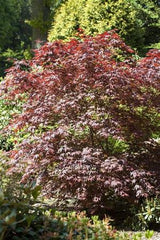 Acer palmatum 'Bloodgood' als Pflanze im Beet; Einsatz: bonsaiwinterhart;;ab 41,60 Euro