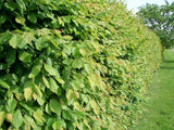 Carpinus betulus , erhältlich von 40-60 bis 200-225 cm;;ab 2,75 Euro