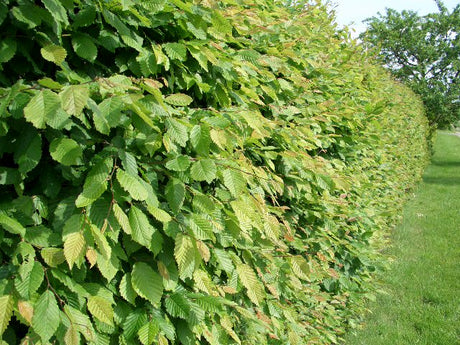 Carpinus betulus , erhältlich von 40-60 bis 200-225 cm;;ab 2,75 Euro
