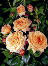 Rosa 'Barock' KL; hier mit Blüte; duftend; Einsatzmöglichkeit z.B. : Rankgerüste; verfügbar in 2 Größen und Varianten;;ab 16,25 Euro