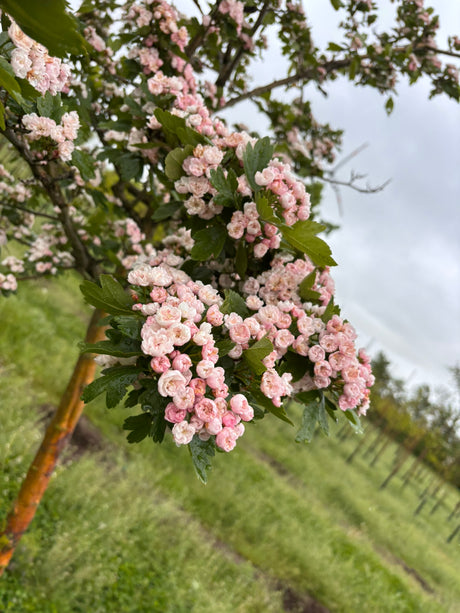 Toba-Hagedorn; hier mit Blüte; bienenfreundlich; Einsatzmöglichkeit z.B. : Vogelnährgehölz; erhältlich mit Stammumfang von 12-14 bis 18-20 cm;;günstig mit Qualität