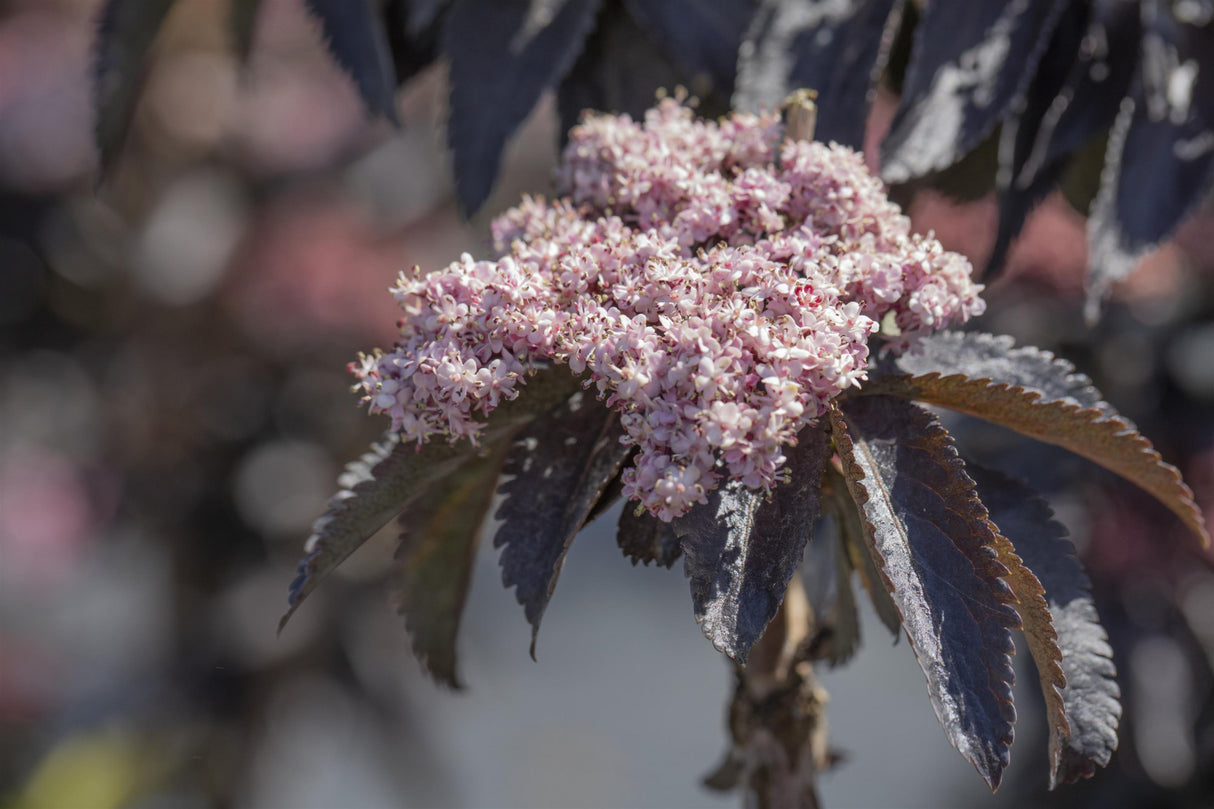 Sambucus nigra 'Black Tower' mit Blüte, erhältlich von 40-60 bis 125-150 cm; Einsatz: ;;ab 26,60 Euro