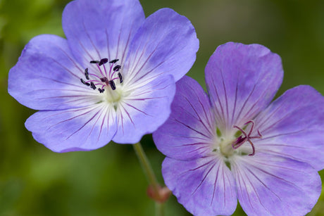Garten-Storchschnabel mit Blüte; Einsatz: Beetewinterhart;;hier kaufen
