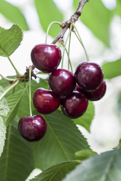 Prunus av. 'Große Schwarze Knorpelk. ' mit Früchten, erhältlich von 150-200 bis 450-650 cm; Einsatz: ;;ab 35,60 Euro