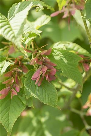 Acer rufinerve (Rostbartahorn)