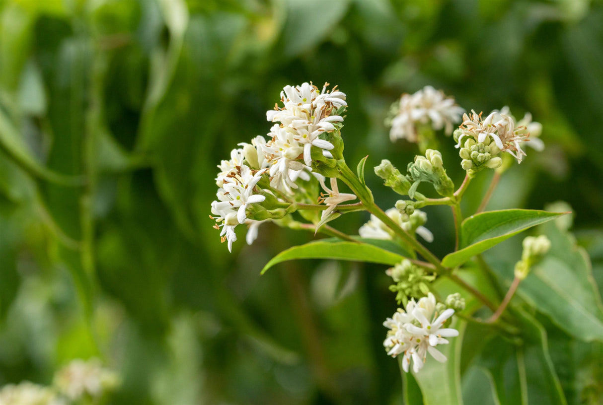 Sieben-Söhne-des-Himmels-Strauch mit Blüte, erhältlich als: Solitär; Einsatz: Blütenheckeherbstfärbung;;günstig mit Qualität