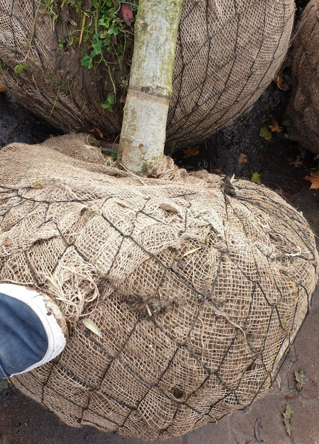 Synonym (alte Bezeichnung): Crataegus prunifolia; hier als Ballenpflanze; robust; Einsatzmöglichkeit z.B. : Vogelschutz;;Pflanzen vom Profi
