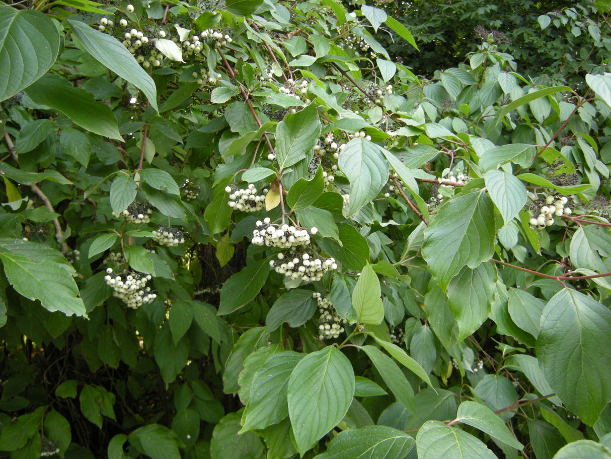 Cornus alba mit Früchten, erhältlich von 60-100 bis 200-250 cm; Einsatz: ;;ab 5,75 Euro