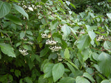 Cornus alba mit Früchten, erhältlich von 60-100 bis 200-250 cm; Einsatz: ;;ab 5,75 Euro