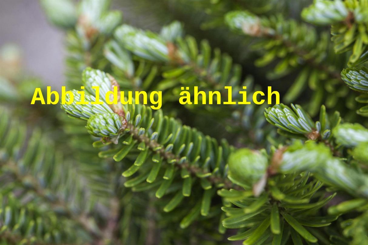 Abies koreana 'Veredelung' (Koreatanne 'Veredelung')