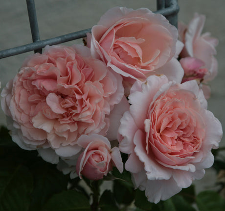 Rosa 'Rose de Tolbiac ' KL mit Blüte; Einsatz: , ;;ab 10,40 Euro