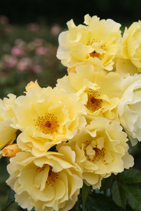 Rosa 'Goldspatz' STR mit Blüte; Einsatz: ;;ab 9,50 Euro