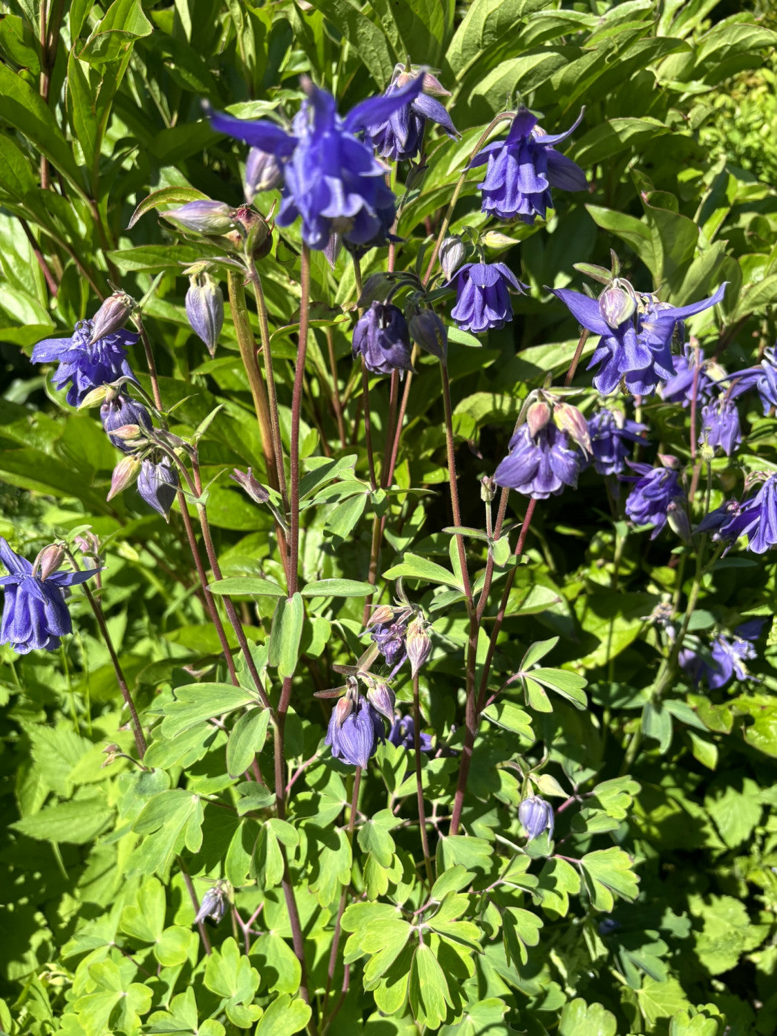 Aquilegia vulgaris mit Blüte; Einsatz: ;;ab 3,55 Euro