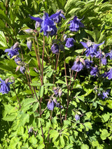 Aquilegia vulgaris; hier mit Blüte; schneckensicher (schneckenresistent); Einsatzmöglichkeit z.B. : Steingärten;;ab 0,00 Euro
