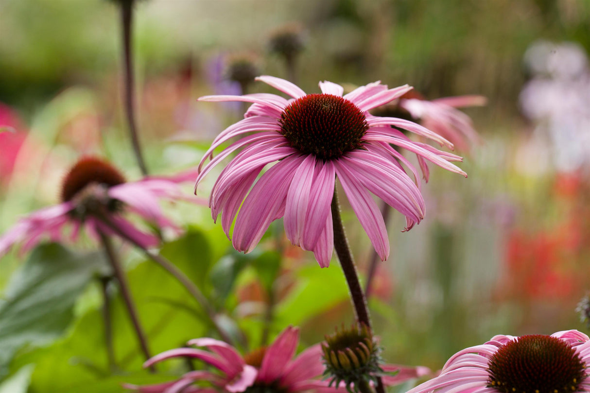 Echinacea purpurea 'Sunrise' mit Blüte; Einsatz: ;;ab 11,20 Euro