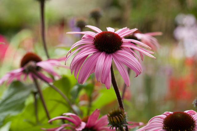 Echinacea purpurea 'Sunrise' mit Blüte; Einsatz: ;;ab 11,20 Euro