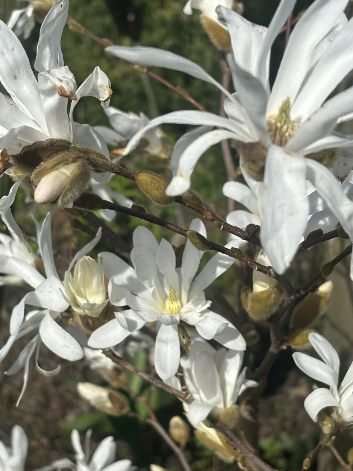 Stern-Magnolienbaum mit Blüte; Einsatz: Kübelpflanzeduftend;;mit zeitnaher Lieferung