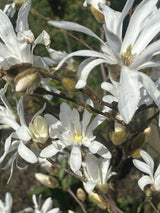 Stern-Magnolienbaum mit Blüte; Einsatz: Kübelpflanzeduftend;;mit zeitnaher Lieferung
