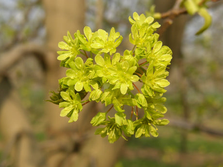 Acer platanoides HkG 80002 mit Blüte, erhältlich von 30-50 bis 80-120 cm; Einsatz: ;;ab 1,17 Euro