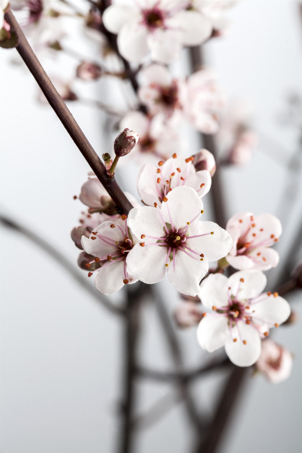 Prunus cistena mit Blüte, erhältlich von 40-60 bis 100-125 cm; Einsatz: ;;ab 25,30 Euro
