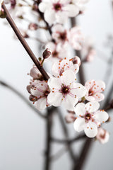 Prunus cistena mit Blüte, erhältlich von 40-60 bis 100-125 cm; Einsatz: ;;ab 25,30 Euro