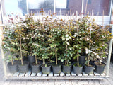 Fagus sylvatica purpurea Versand; Einsatz: Bienenweidegute Schnittverträglichkeit;;ab 6,30 Euro