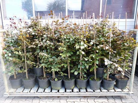 Fagus sylvatica purpurea; vorbereitet für Versand; ökologisch wertvoll; Einsatzmöglichkeit z.B. : Wildpflanze;;ab 8,55 Euro