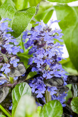 Ajuga reptans; hier mit Blüte; bodendecker; Einsatzmöglichkeit z.B. : wüchsiger Flächendecker, Flächenbegrünung;;ab 0,00 Euro