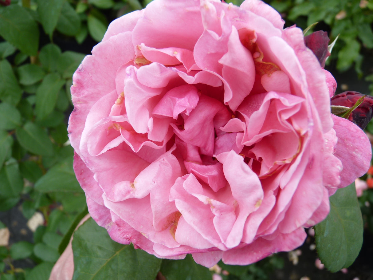 Rosa 'Elbflorenz' TH ;;ab 8,70 Euro