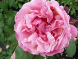 Rosa 'Elbflorenz' TH ;;ab 8,70 Euro