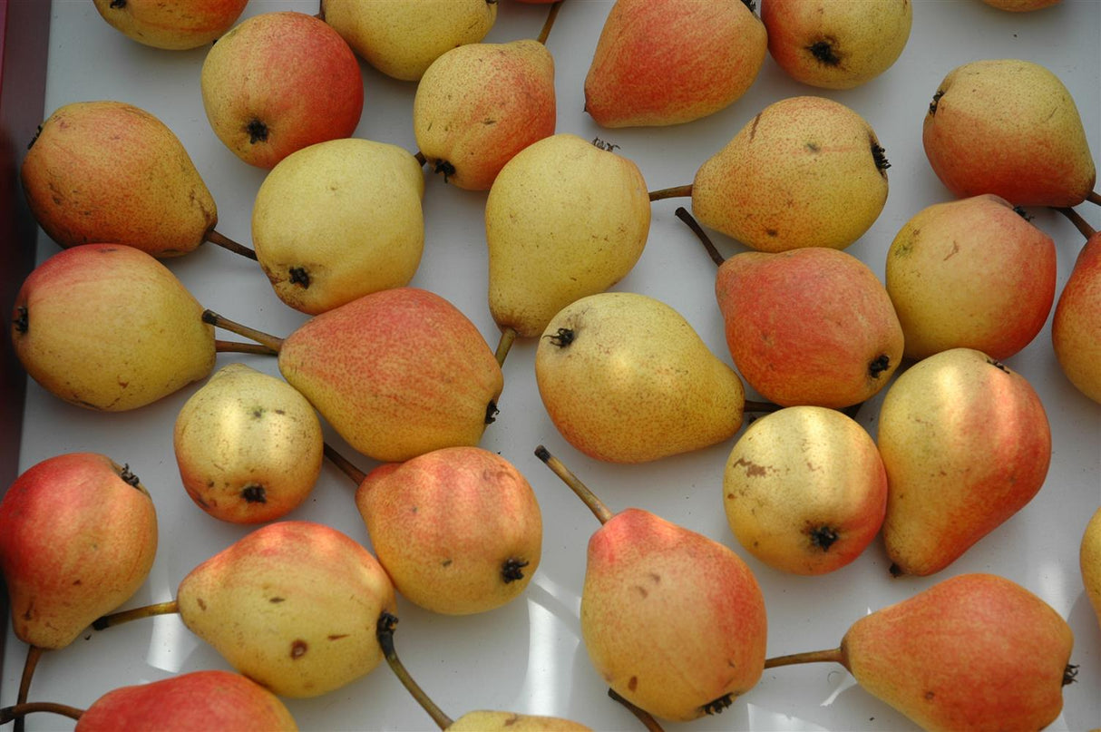 Pyrus com. 'Clapps Liebling' mit Früchten, erhältlich von 150-200 bis 450-650 cm; Einsatz: ;;ab 38,50 Euro