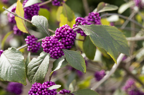 Beautyberry 'Profusion'; mit Früchten/Fruchtbehang; bienen- und Vogelnährgehölz; Einsatzmöglichkeit z.B. : Bienenweide;;günstig mit Qualität