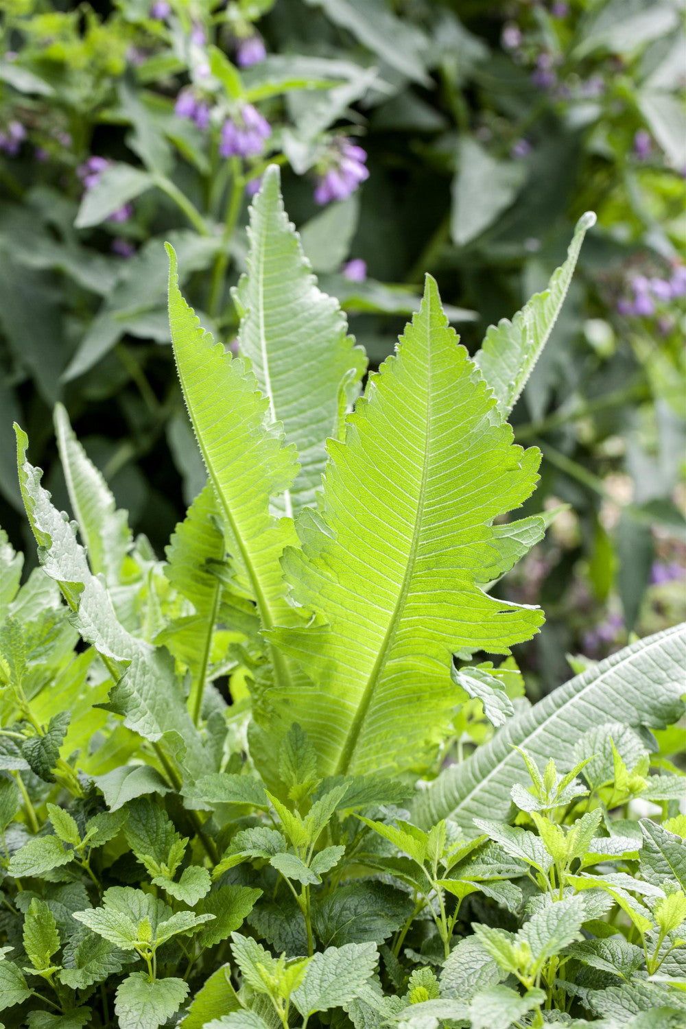 Dipsacus fullonum ;;ab 2,56 Euro