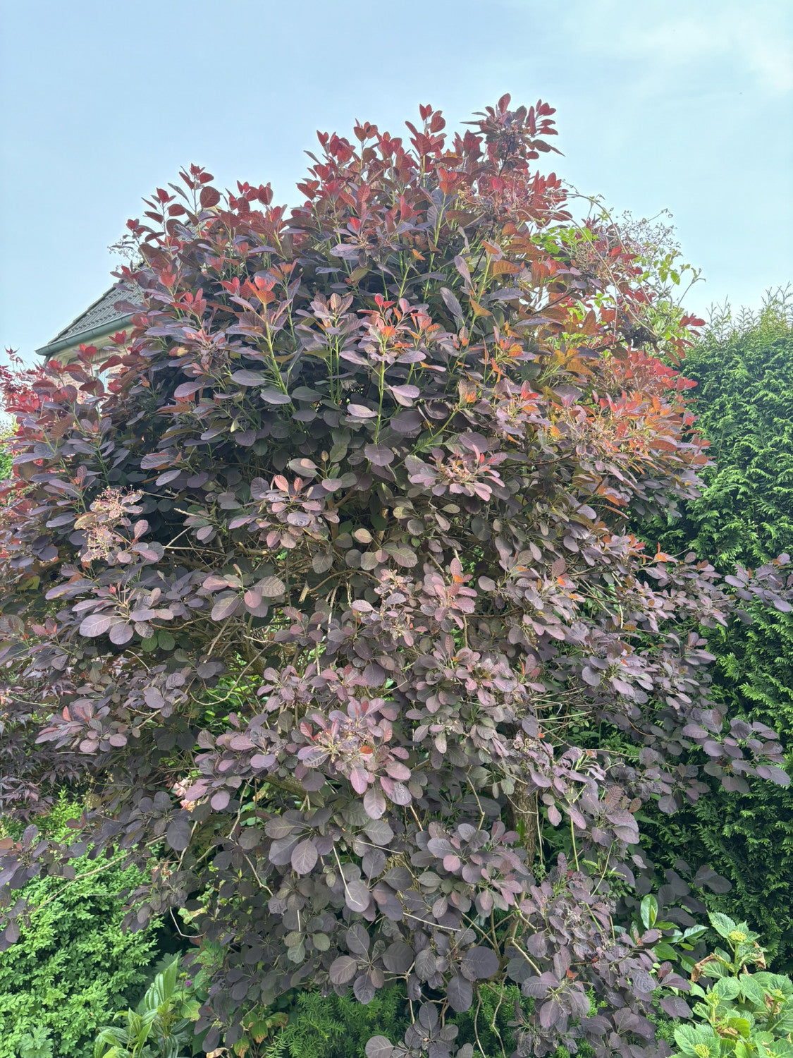 Venushaarbaum 'Royal Purple' mit Blüte, erhältlich als: Solitär; Einsatz: Solitärpflanzeherbstfärbung;;günstig mit Qualität
