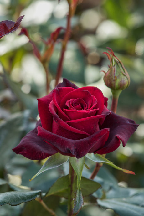 Rosa 'Black Magic' TH mit Blüte; Einsatz: ;;ab 9,50 Euro