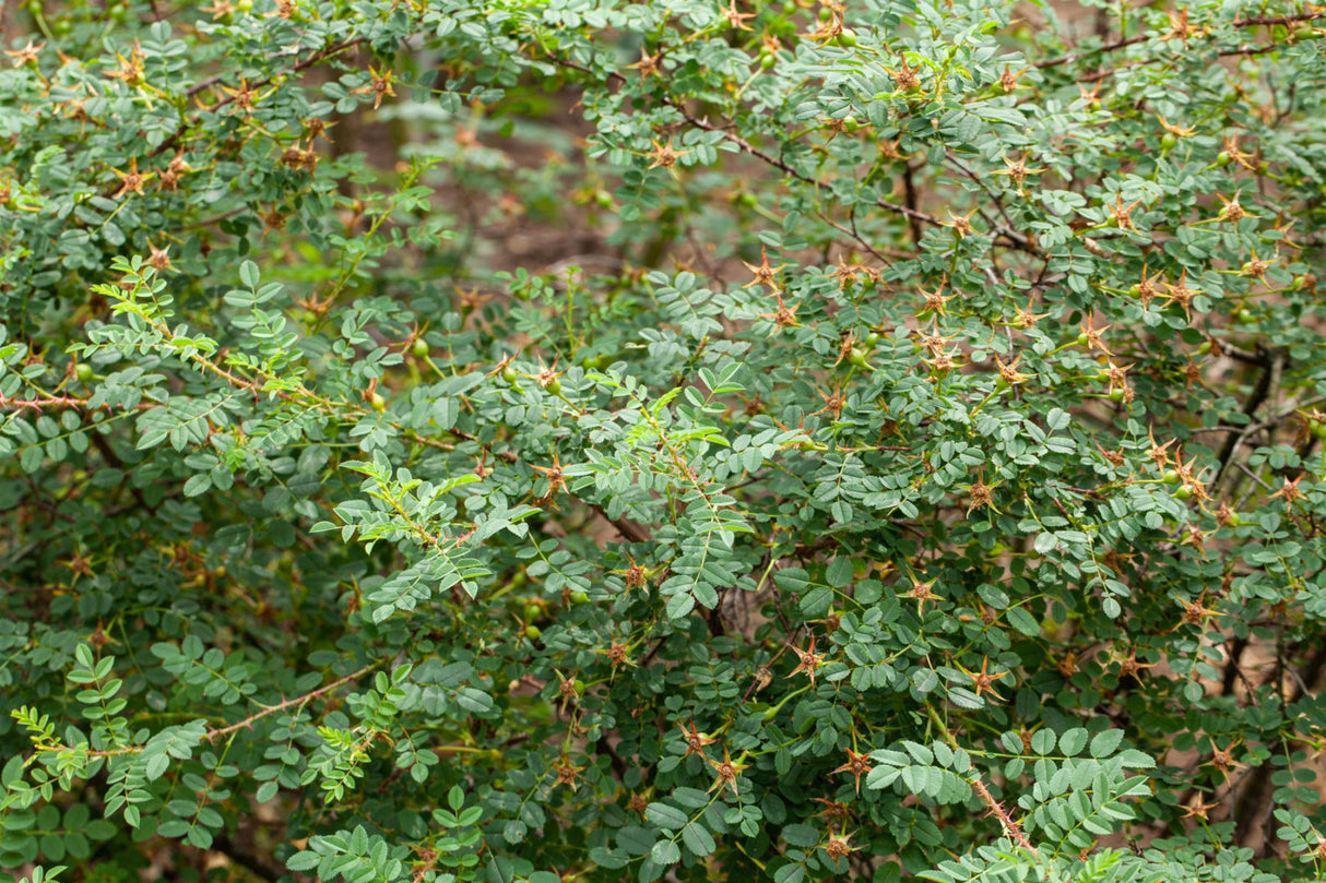Strauchrose spinosissima 'Maigold' mit Blüte; Einsatz: Parks, winterhart;;hier kaufen