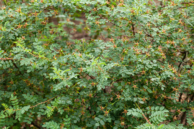 Strauchrose spinosissima 'Maigold' mit Blüte; Einsatz: Parks, winterhart;;hier kaufen