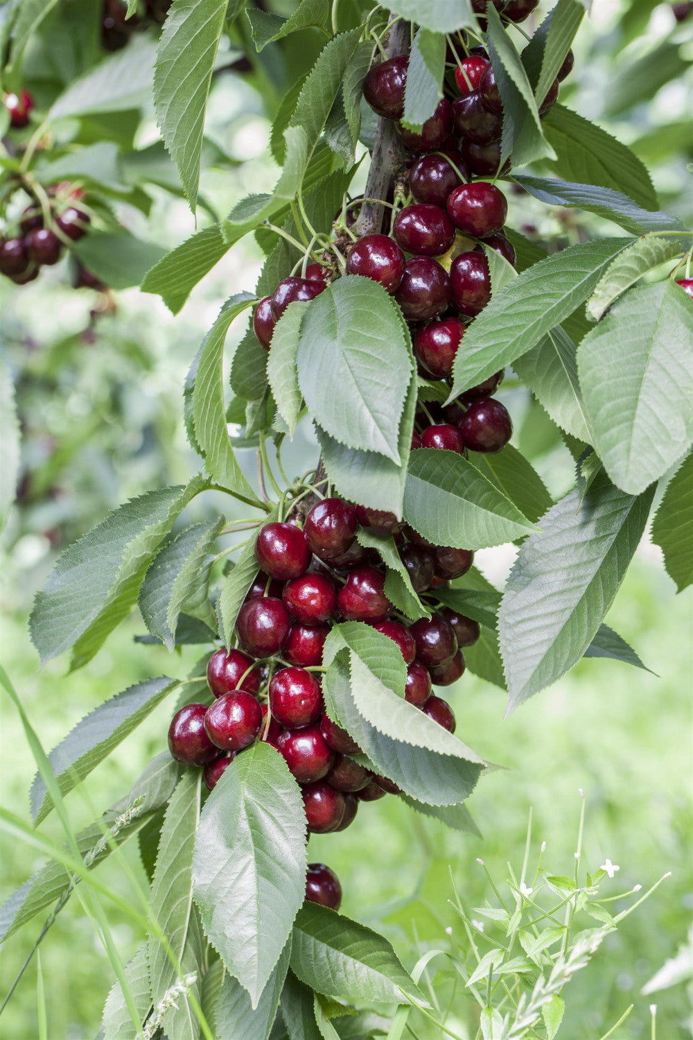 Prunus av. 'Lapins' mit Früchten, erhältlich von 150-200 bis 450-650 cm; Einsatz: ;;ab 35,60 Euro