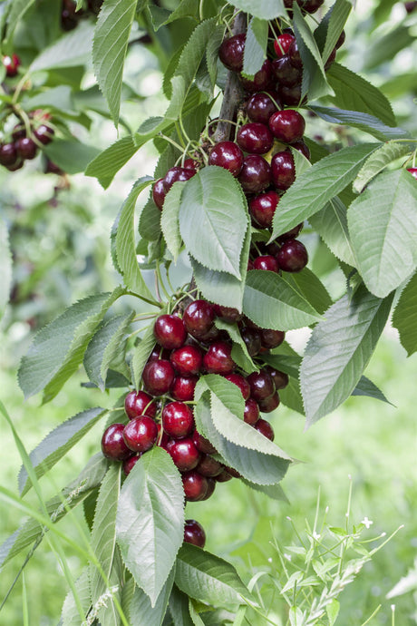 Prunus av. 'Lapins' mit Früchten, erhältlich von 150-200 bis 450-650 cm; Einsatz: ;;ab 35,60 Euro