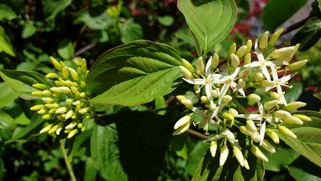 Rhamnus frangula VkG 1 mit Blüte, erhältlich von 40-70 bis 200-250 cm; Einsatz: ;;ab 2,56 Euro