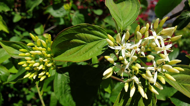 Rhamnus frangula VkG 3 mit Blüte, erhältlich von 40-70 bis 200-250 cm; Einsatz: ;;ab 2,56 Euro