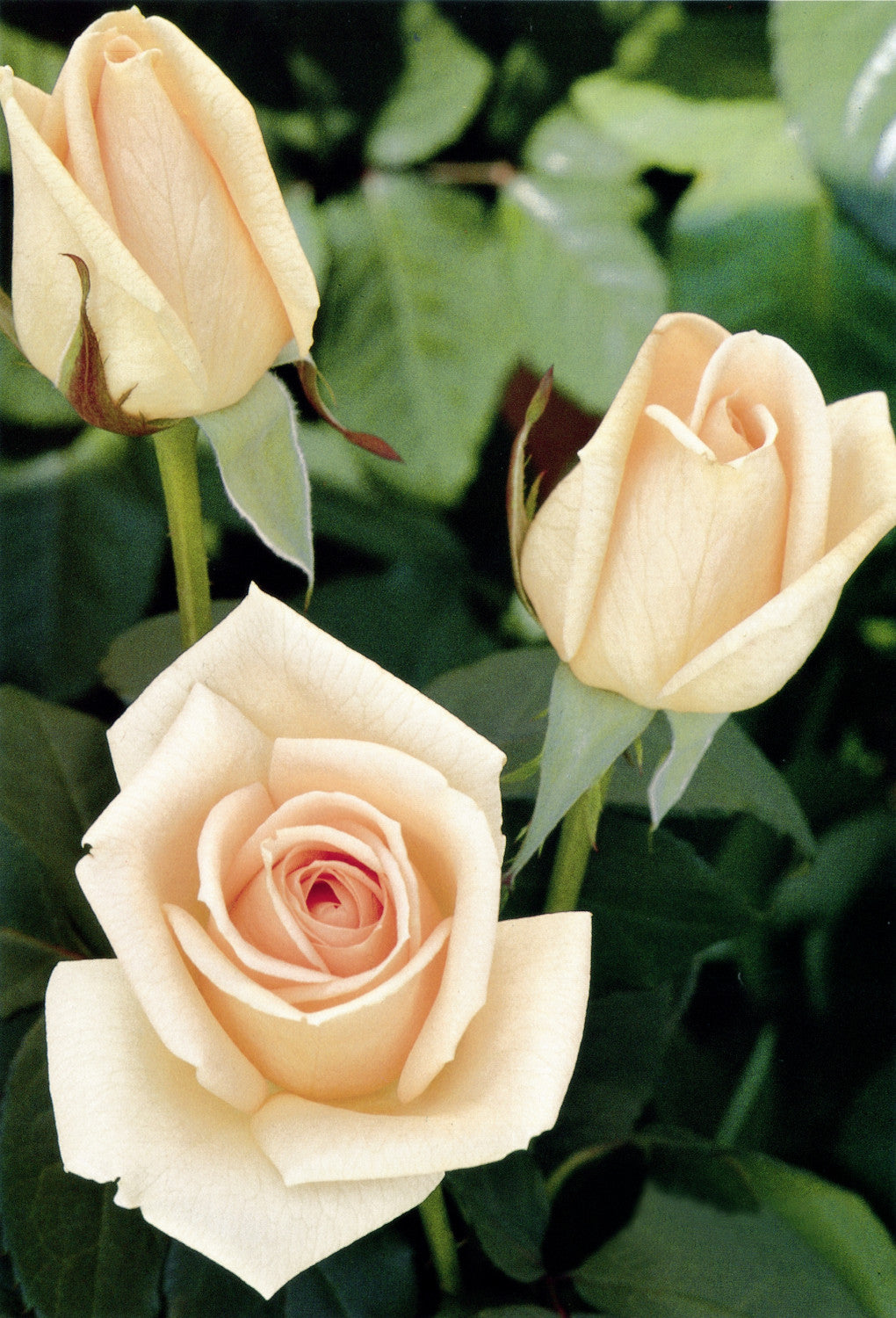 Rosa 'Osiana' TH mit Blüte; Einsatz: ;;ab 9,50 Euro