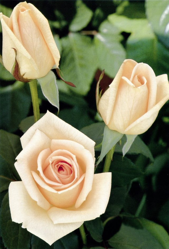 Rosa 'Osiana' TH mit Blüte; Einsatz: ;;ab 9,50 Euro