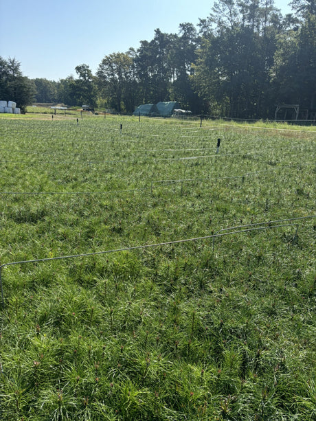 Waldkiefer; als Pflanze im Beet; robust; Einsatzmöglichkeit z.B. : Bienenweide;;günstig mit Qualität