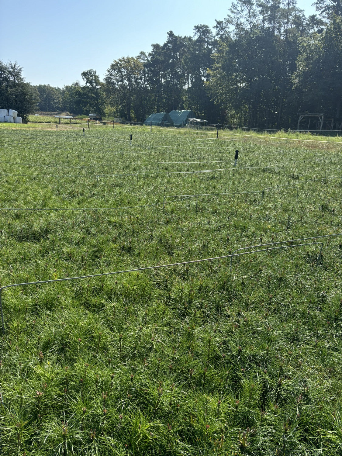 Waldkiefer als Pflanze im Beet; Einsatz: Schutzpflanzungenpflegeleicht;;günstig mit Qualität