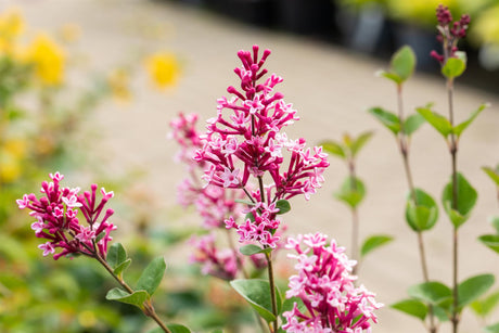 Syringa 'Tinkerbelle' mit Blüte, erhältlich von 40-60 bis 150-175 cm; Einsatz: ;;ab 27,40 Euro
