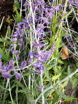 Blauraute 'Blue Spire'; hier mit Blüte; bienenfreundlich; Einsatzmöglichkeit z.B. : Bienenweide;;hier kaufen