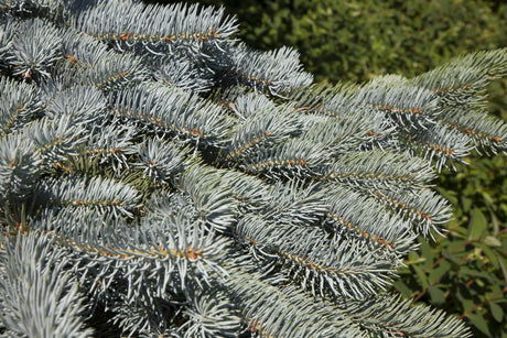 Blaue Fichte , erhältlich als: Solitärwinterhart;;günstig mit Qualität