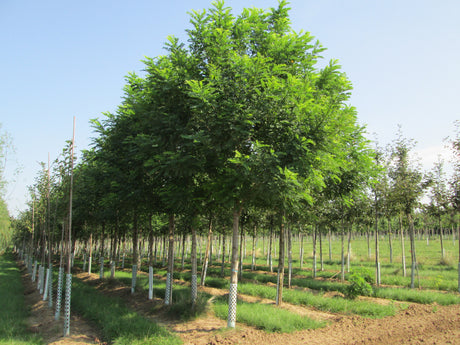 Robinia pseudoacacia HkG 81901 , erhältlich von 50-80 bis 80-120 cm;;ab 1,42 Euro